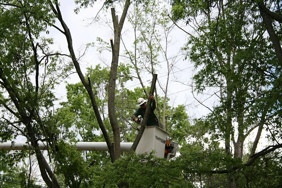 Tree Service contractor working in a residential home